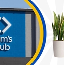 Sam's Club storefront and decorative plant