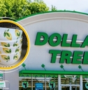 Dollar Tree storefront with lemon design bowls