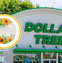 Collage of Dollar Tree store and a sunflower plate product