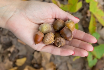 Acorns Review