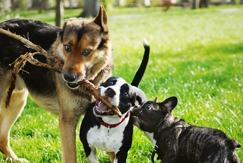 happy playing dogs in summer park
