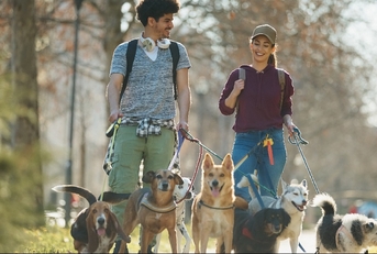 couple working as pet sitters