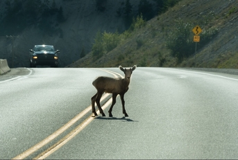 young deer walks across highway on a blind curve