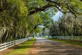 spanish moss at country road in louisiana