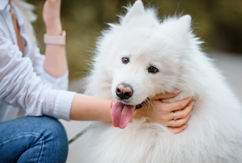 white samoyed dog is held by its owner lady in an outdoor park