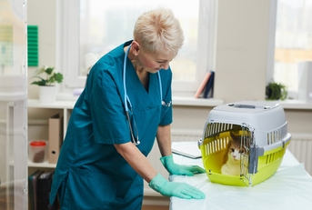mature woman in uniform working as a veterinarian in clinic