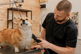 male pet groomer shaving welsh corgi 