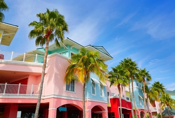 palm trees in florida fort myers
