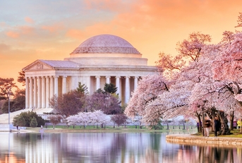 Jefferson Memorial during Cherry Blossom Festival