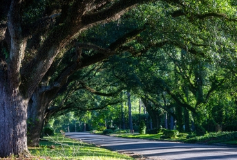 third avenue oaks albany georgia