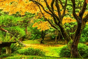 japanese maple tree