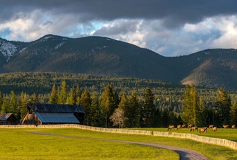 Herd of elk graze in pasture