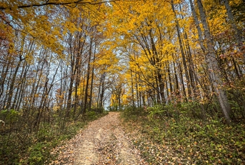 forest in westfield indiana