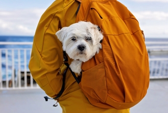 Family with kids and dog, traveling with ferry from Moskenesoya to Varoya with pet dog