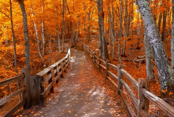 Bright autumn trees along boardwalk
