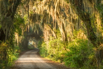 Spanish moss dripping from an alley of old trees