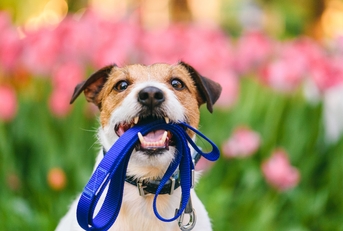 Dog ready for a walk carrying leash