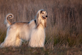 Afghan hound posing in cold autumn field