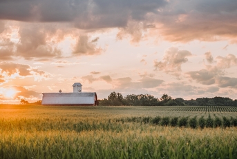 Cornfield with barn in background at sunset