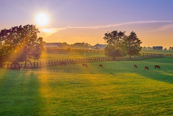 Kentucky landscape with open field of grass and horses