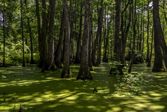 Mississippi swamp with trees coming out of water