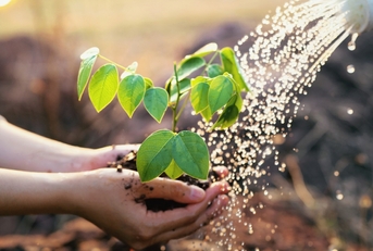Person holding small tree in hands while watering can waters it