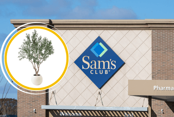 Collage of Sam&#x27;s Club store front and Olive tree product
