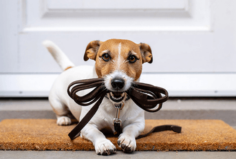 Dog with leash