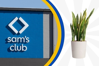 Sam's Club storefront and decorative plant