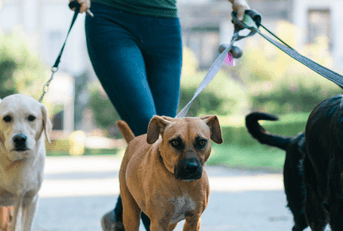 dog walker with several dogs on leashes