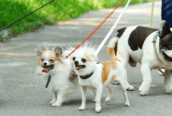 Dog walker with multiple dogs