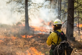 Wildfire