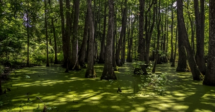 Mississippi swamp with trees coming out of water