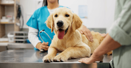 Dog with owner at vet