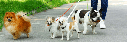 Dog walker with multiple dogs