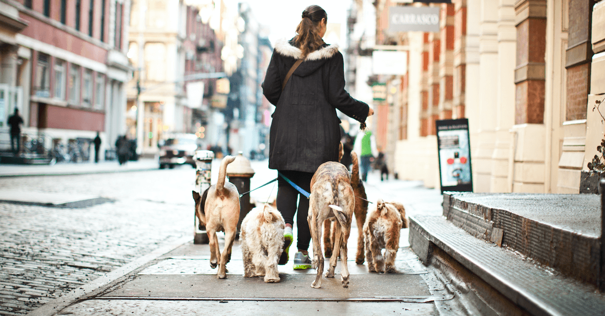 Woman walking dogs as a side hustle