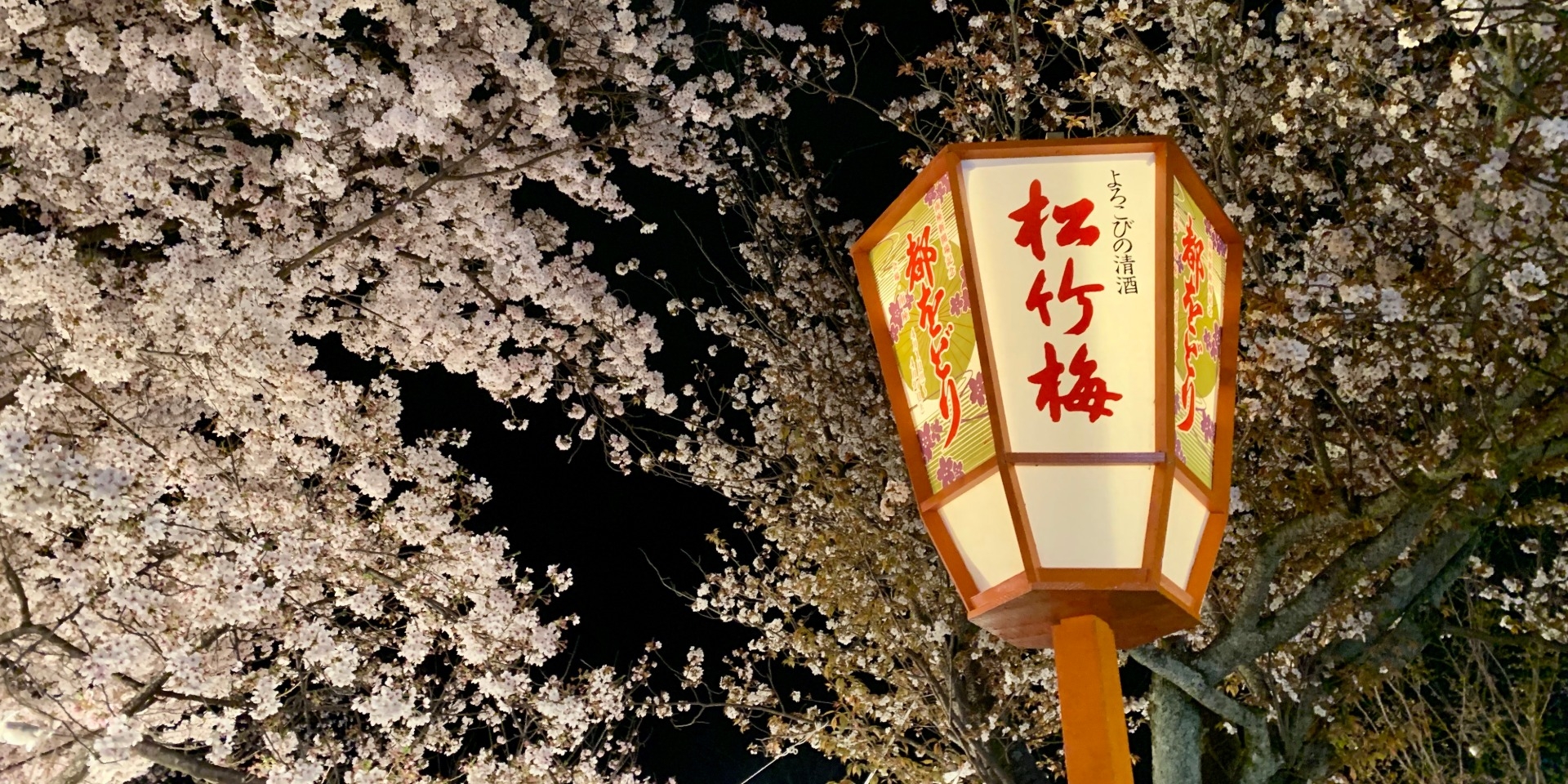 Kyoto Cherry Blossoms Zoom Background