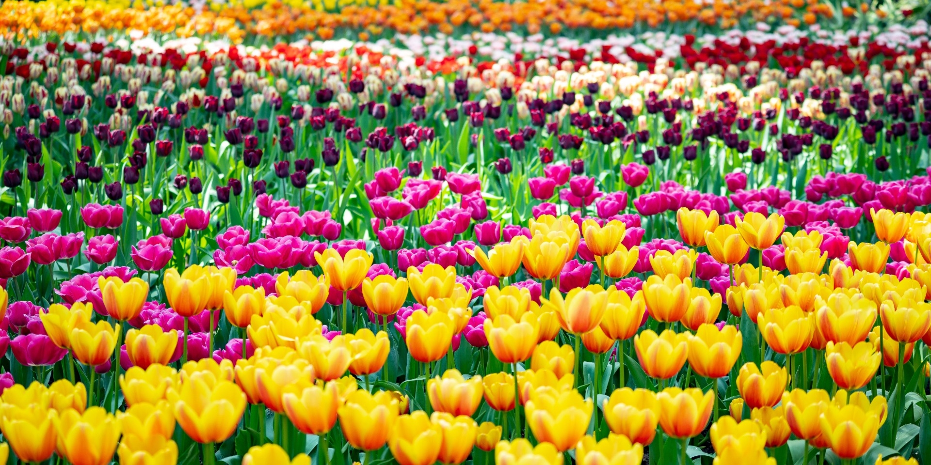 tulips in singapore