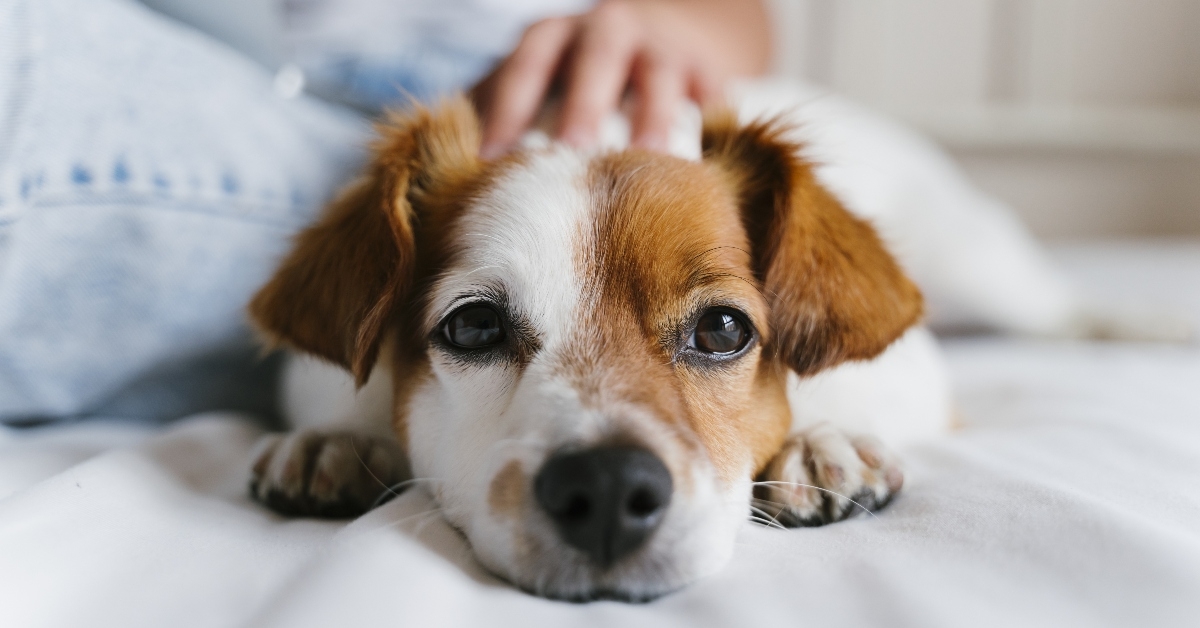 Dog laying down