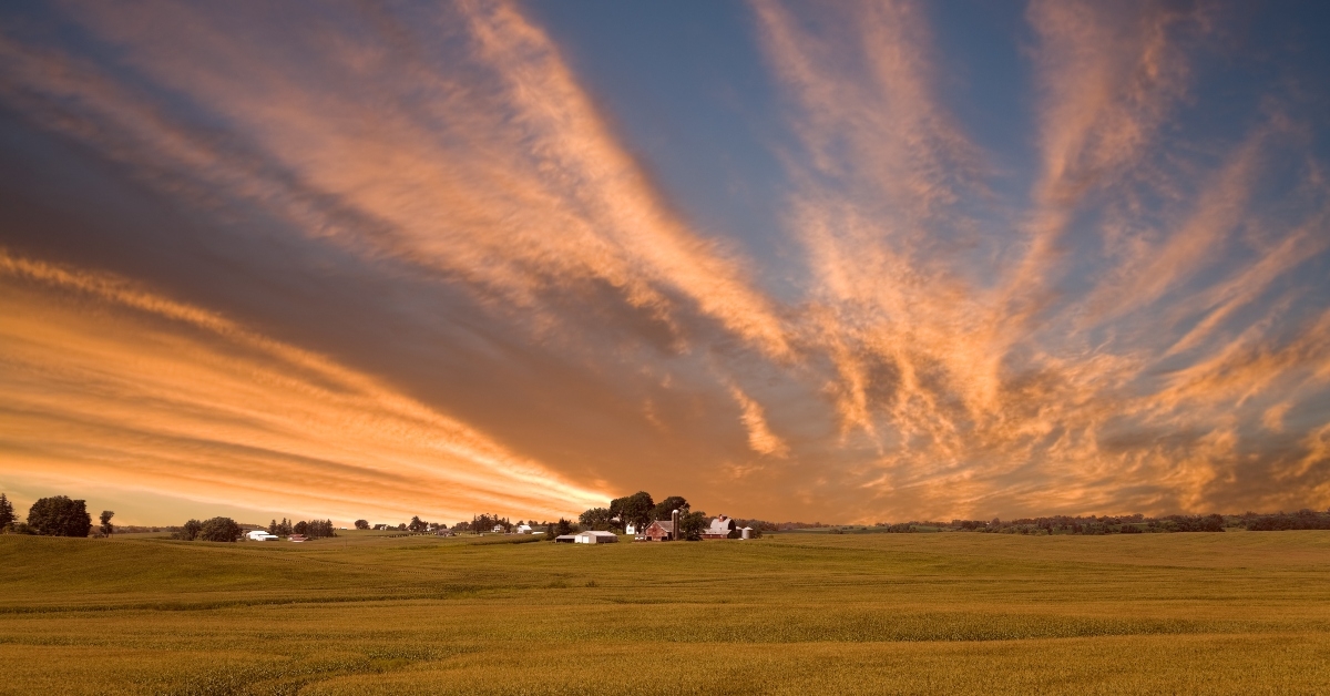 Iowa cornfield