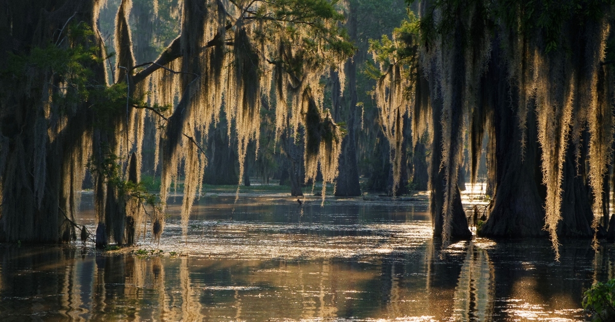 Louisiana bayou