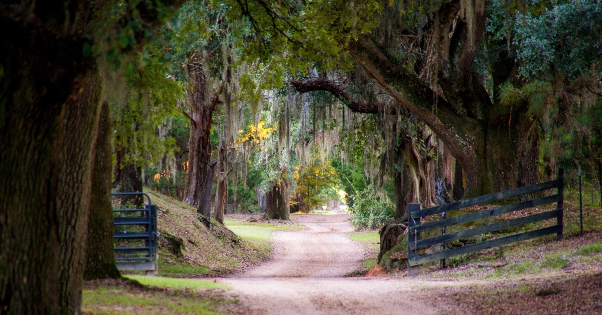 Tree lined road