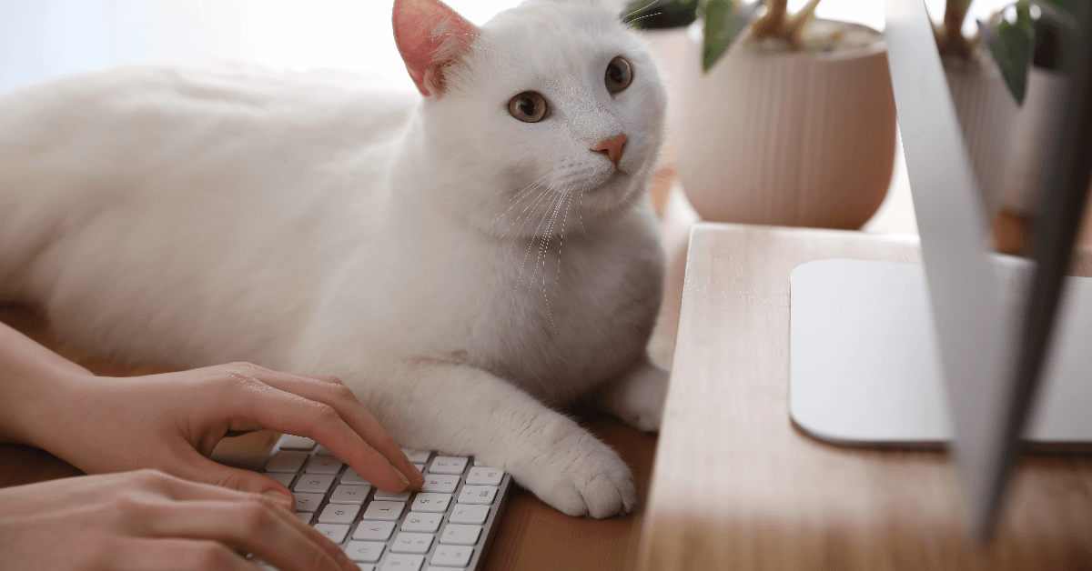 Adorable white cat lying on keyboard and distracting owner from work, closeup 