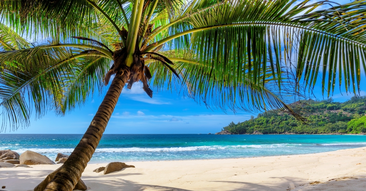 Beach with a palm tree
