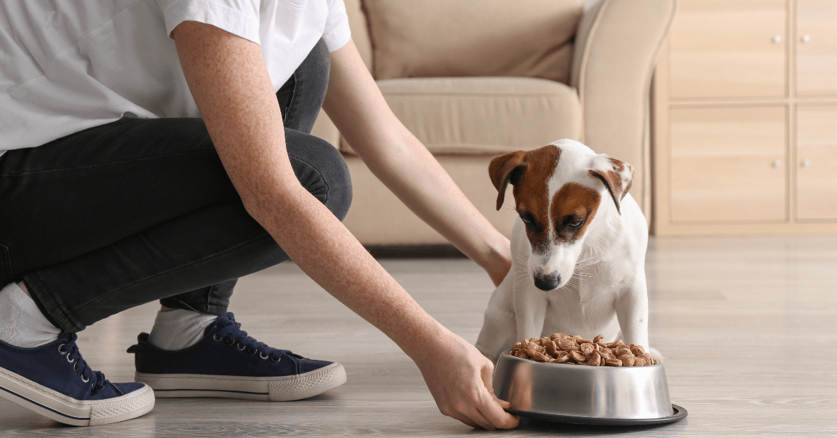 Feeding dog