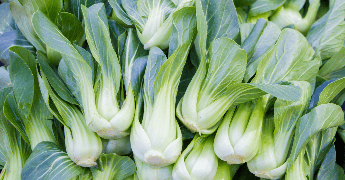 bok choy