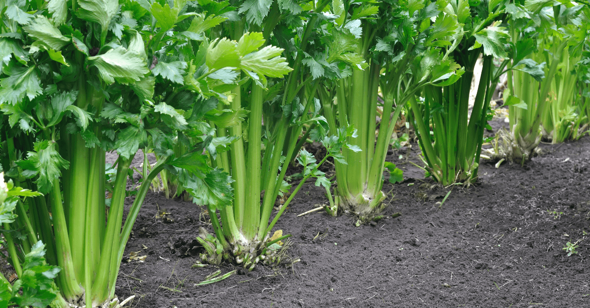 celery