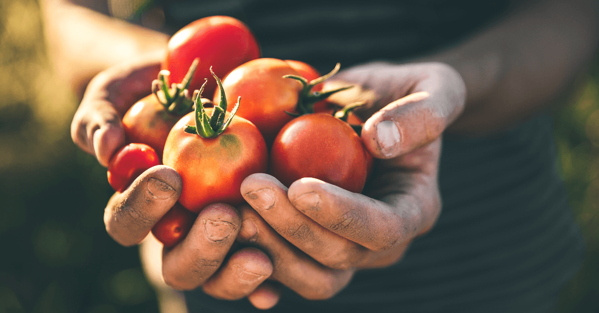 farmer holding fresh tomatoes