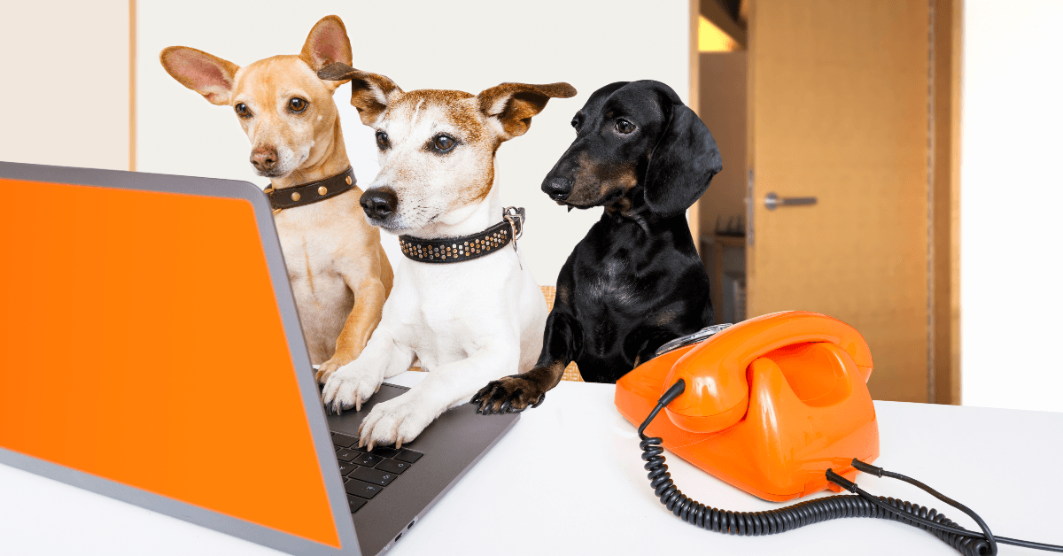 dogs working at office