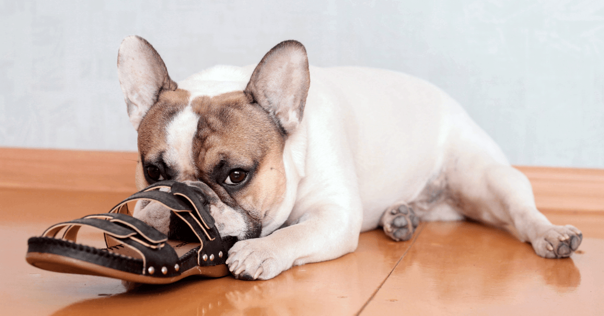 Dog chewing shoe